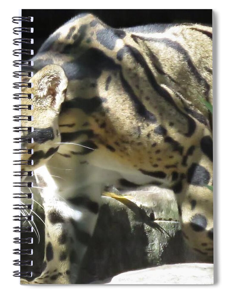 Clouded Leopard Spiral Notebook featuring the photograph On the Hunt - Clouded Leopard by World Reflections By Sharon