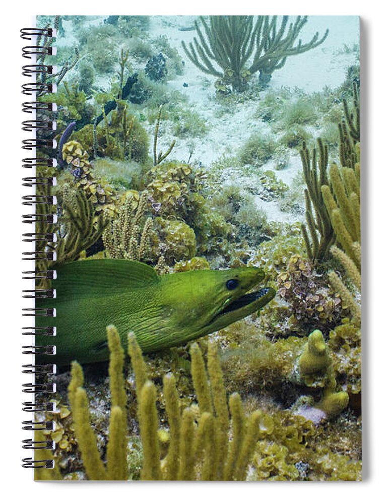 Animals Spiral Notebook featuring the photograph On the Prowl by Lynne Browne