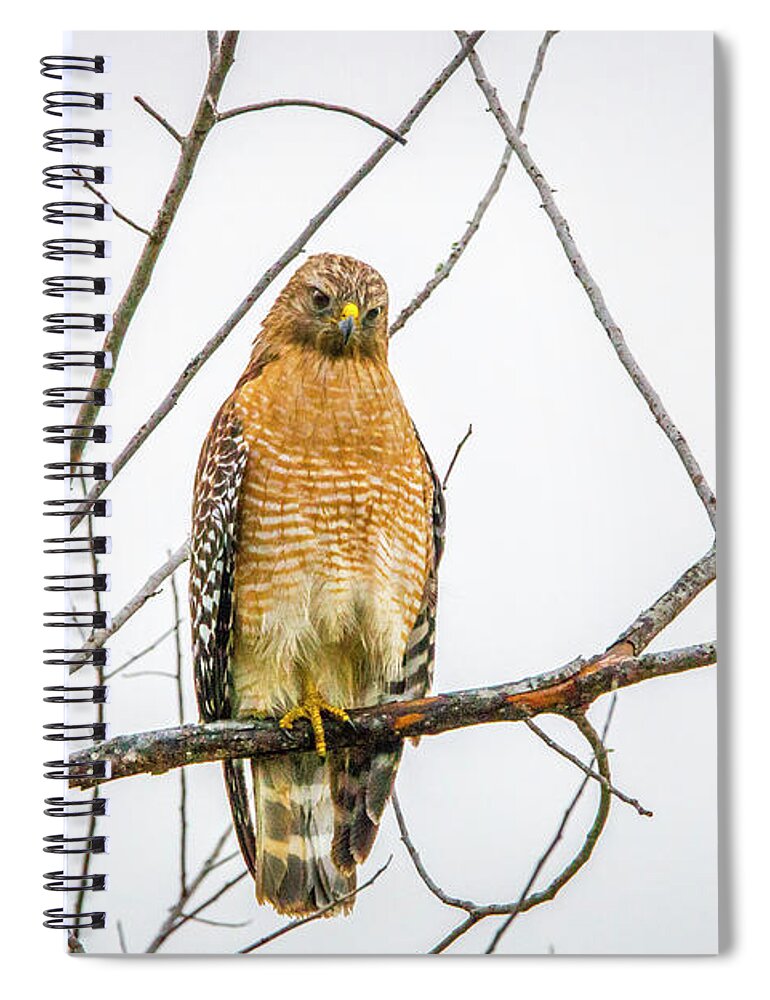 Hawk Spiral Notebook featuring the photograph One Legged Perch by Tom Claud