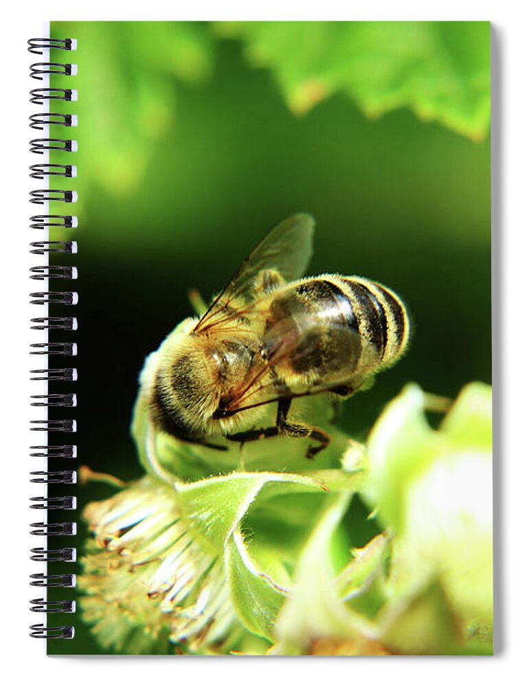Western Honey Bee Spiral Notebook featuring the photograph One of small european honey bee sitting on raspberry bloom on garden by Vaclav Sonnek
