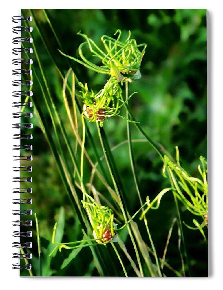  Spiral Notebook featuring the photograph Onion Tops by Shirley Moravec