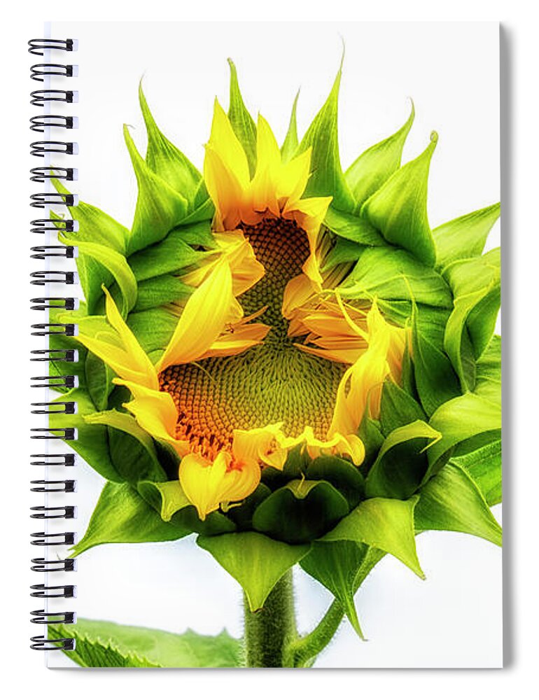Sunflower Spiral Notebook featuring the photograph Opening by Karen Smale