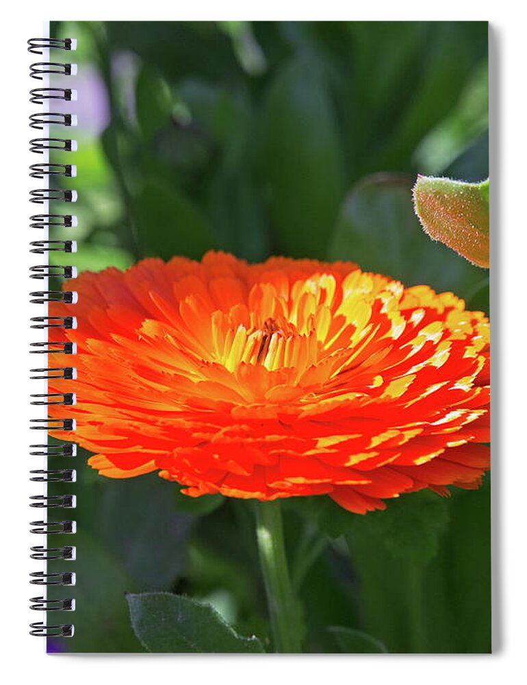 Beautiful Spiral Notebook featuring the photograph Orange Blossom by David Desautel