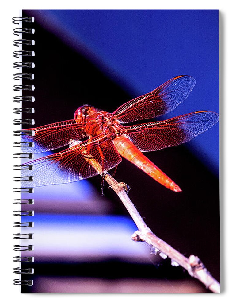 Wings Spiral Notebook featuring the photograph Orange Dragonfly by David Desautel