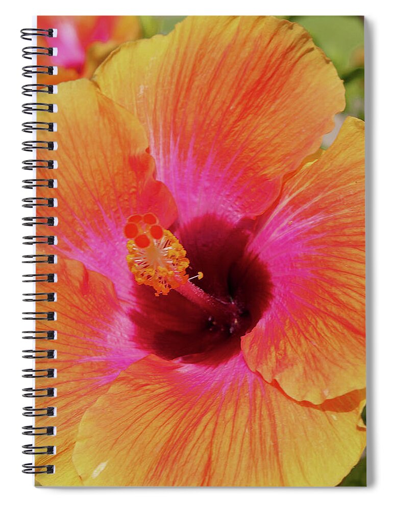 Flowers Spiral Notebook featuring the pyrography Orange Hibiscus by Tony Spencer
