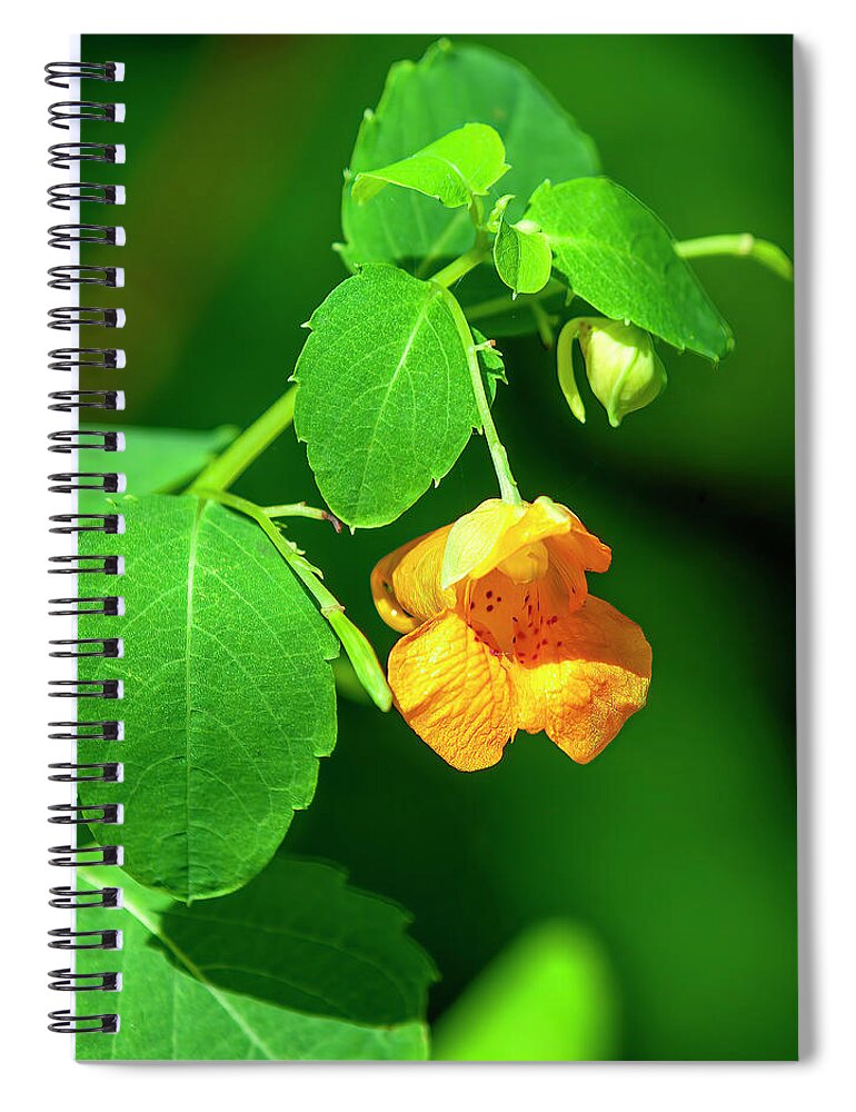 Balsam Family Spiral Notebook featuring the photograph Orange Jewelweed DFL1221 by Gerry Gantt