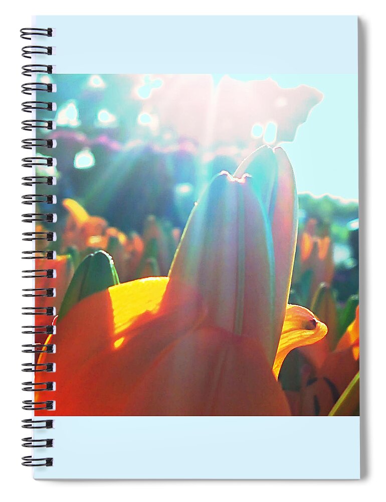 Orange Lily Closeup Spiral Notebook featuring the digital art Orange Lily Sun Splash by Pamela Smale Williams