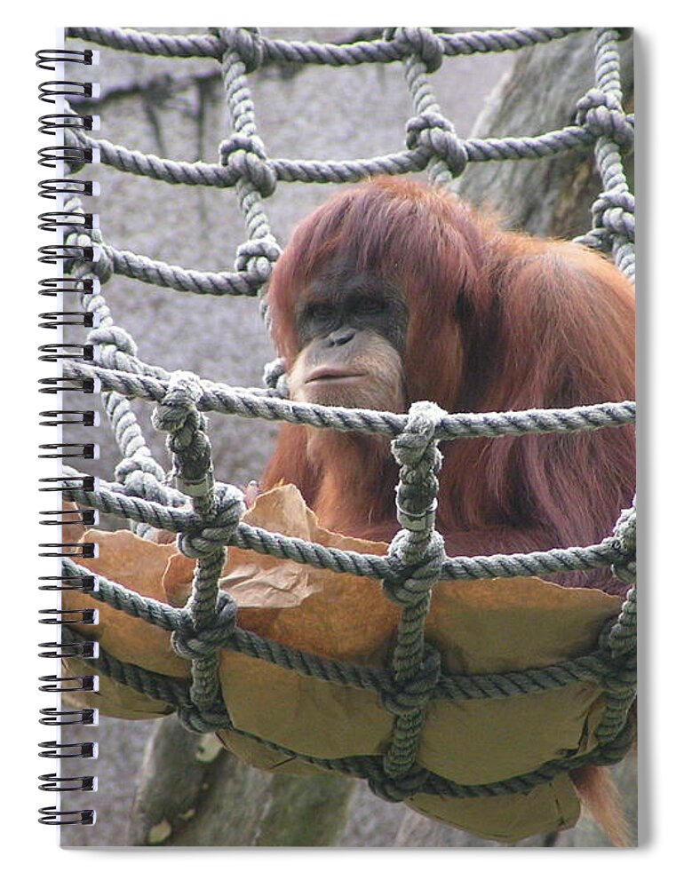 Audubon Zoo Spiral Notebook featuring the photograph Orangutan by Heather E Harman