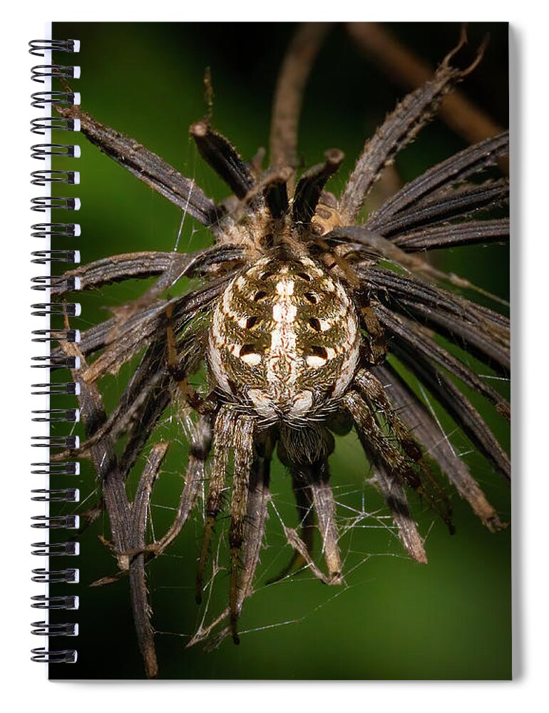Spider Spiral Notebook featuring the photograph Orb Weaver Spider in Disguise by Mark Andrew Thomas