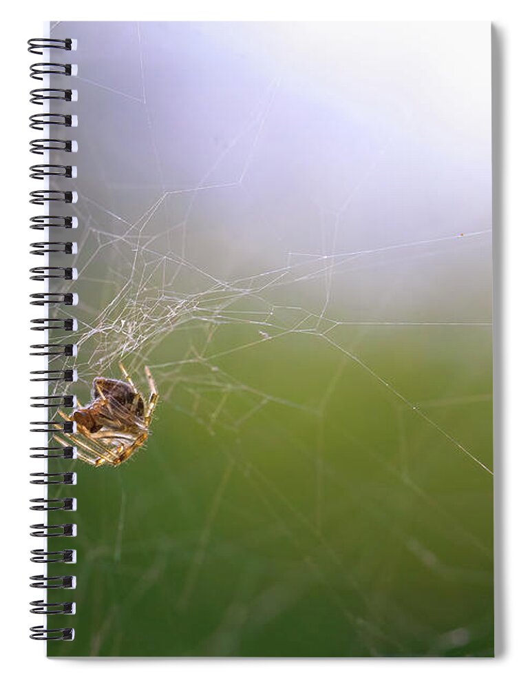 Spider Spiral Notebook featuring the photograph Orbweaver Spider by Diane Diederich
