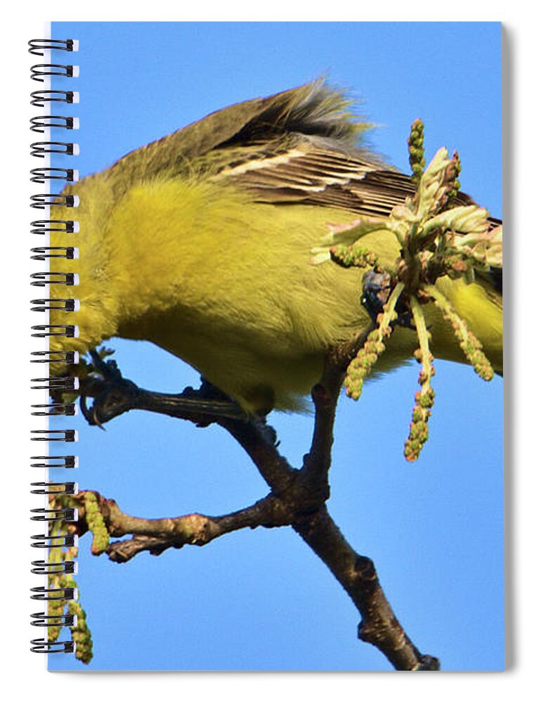 Bird Spiral Notebook featuring the photograph Orchard Oriole at Patrick Marsh by Chris Pappathopoulos