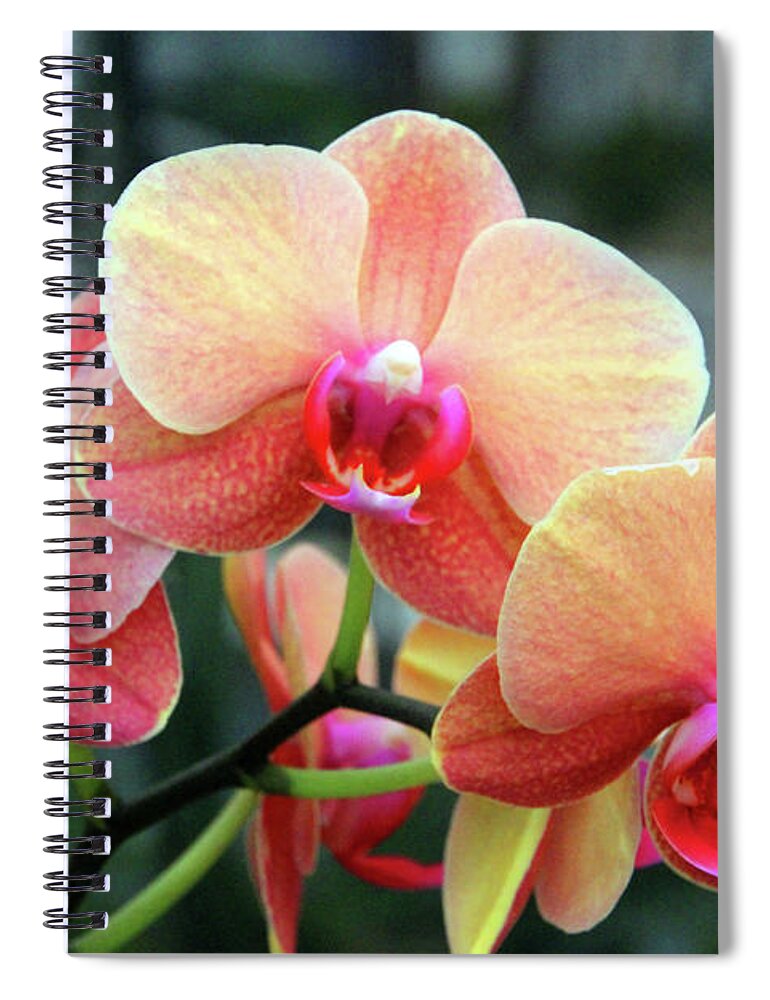 Orchid Spiral Notebook featuring the photograph Orchid Peach by Carolyn Stagger Cokley