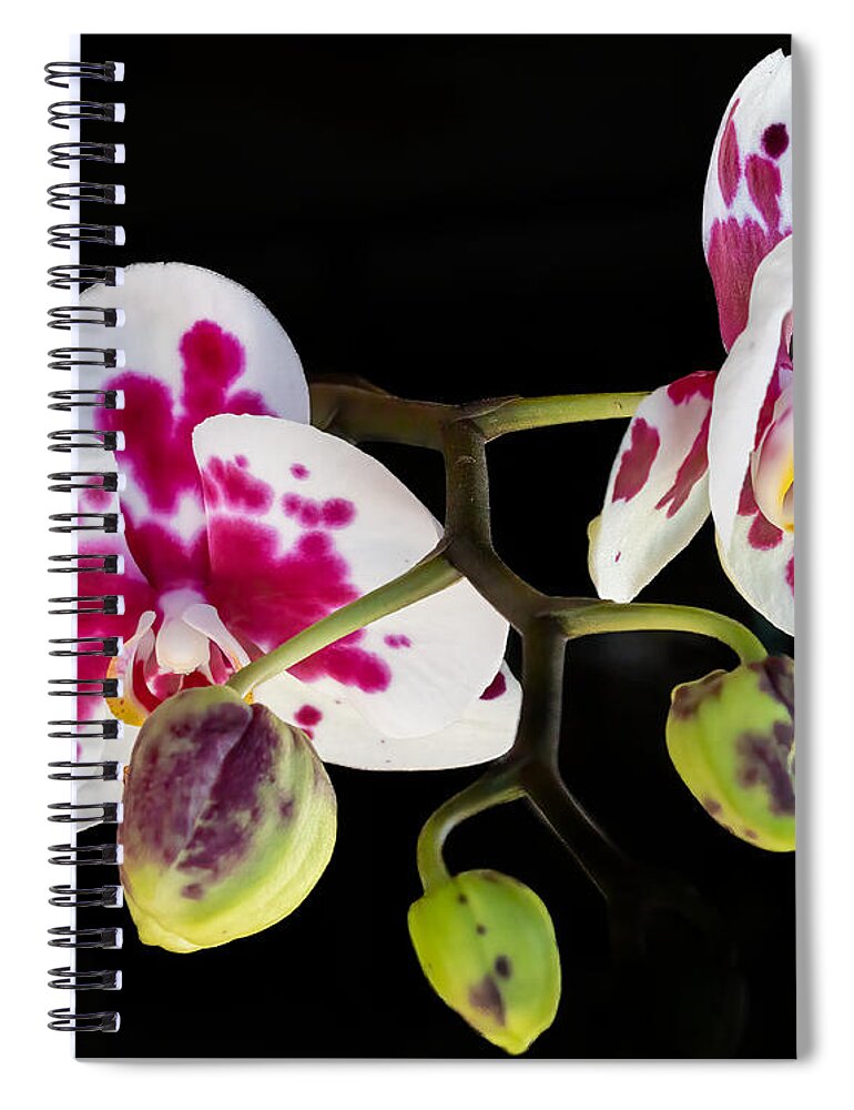 Orchid Spiral Notebook featuring the photograph Orchid Transparency by Richard Goldman