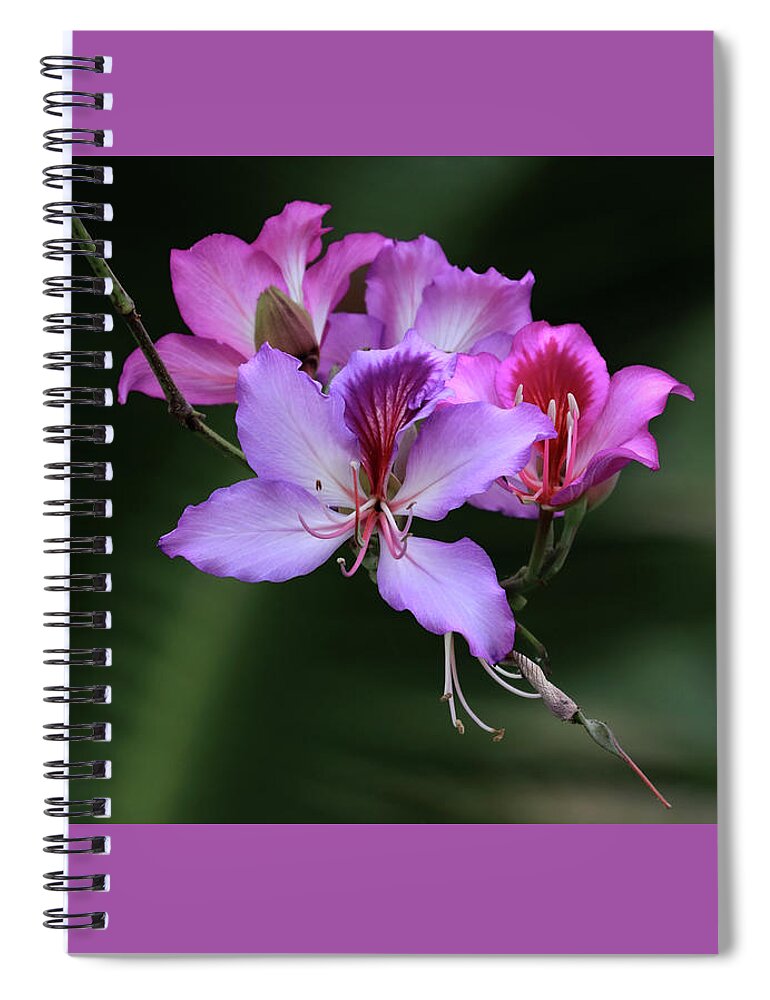 Orchid Spiral Notebook featuring the photograph Orchid Tree Blossoms by Shane Bechler