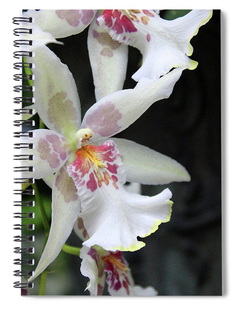 Orchids Spiral Notebook featuring the photograph Orchids by Carolyn Stagger Cokley