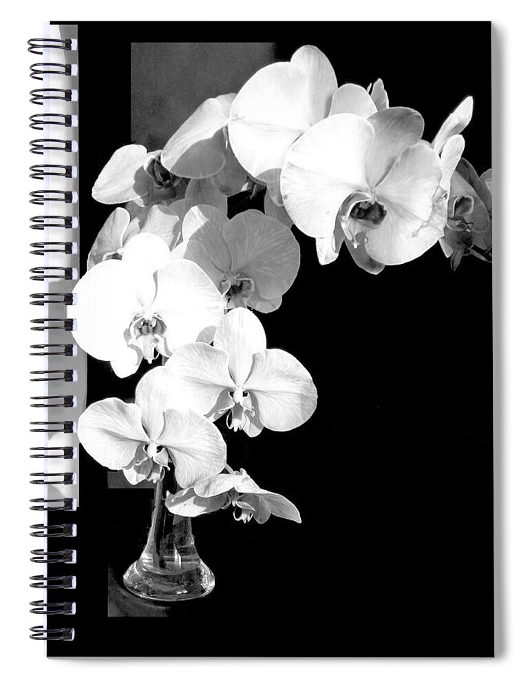 Orchids Spiral Notebook featuring the photograph Orchids in Sunshine and Shadows by VIVA Anderson