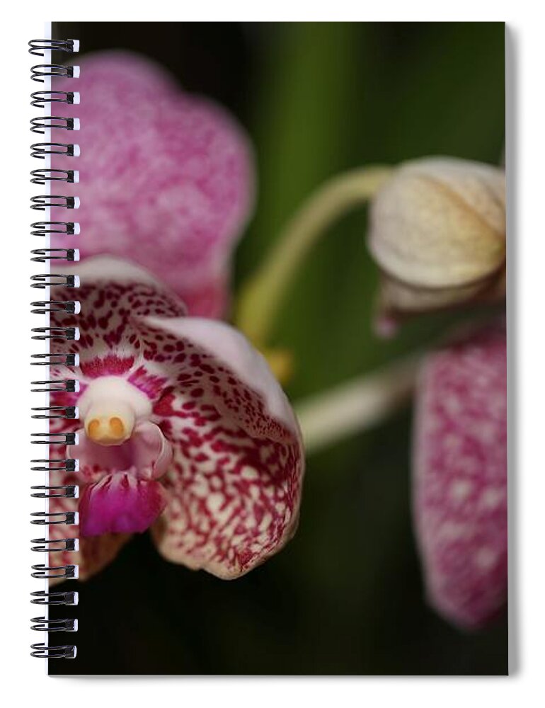 Orchid Spiral Notebook featuring the photograph Orchids by Mingming Jiang