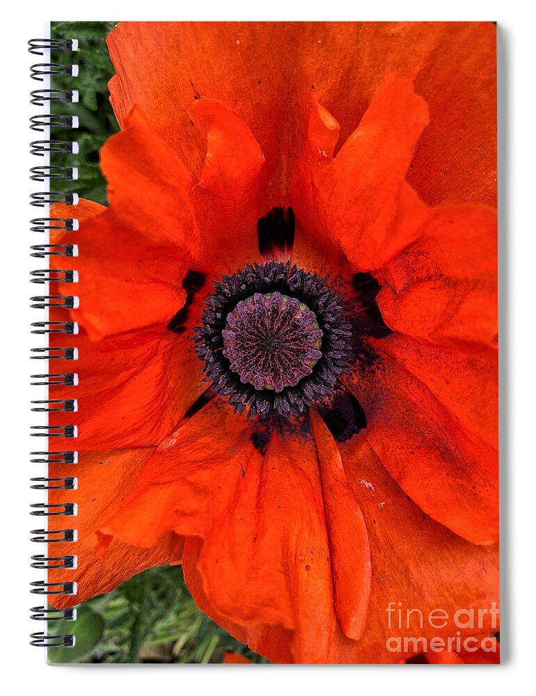 Red Spiral Notebook featuring the photograph Oriental Poppy by Jeanette French