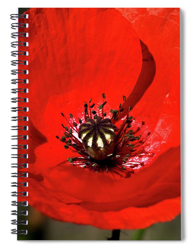 Beautiful Spiral Notebook featuring the photograph Oriental summer Poppy by Stephen Melia