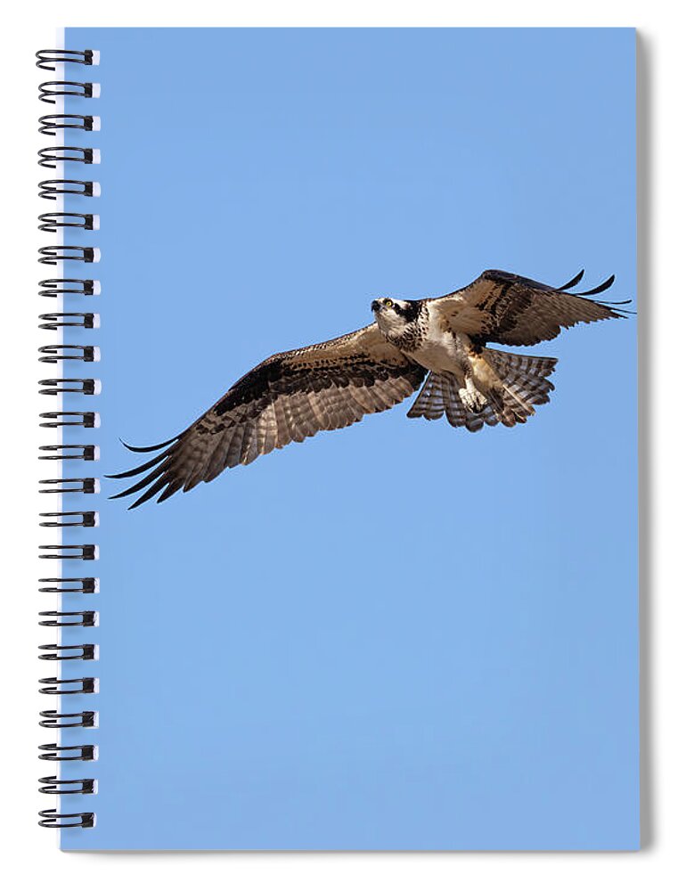 Osprey Spiral Notebook featuring the photograph Osprey 2022-1 by Thomas Young