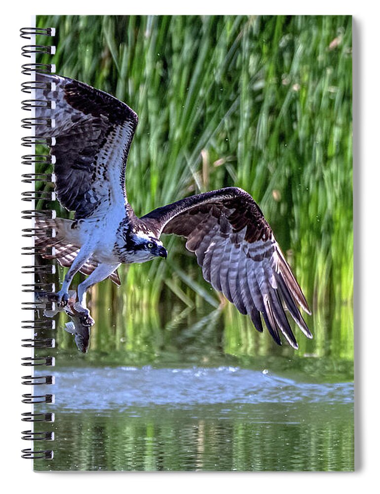 Osprey Spiral Notebook featuring the photograph Osprey 3639-041721-2 by Tam Ryan