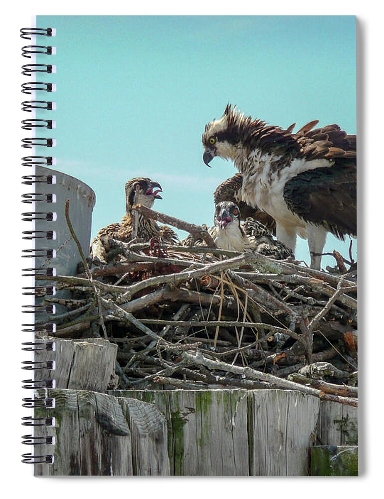 Osprey Spiral Notebook featuring the photograph Osprey and Chicks by Rob Hemphill