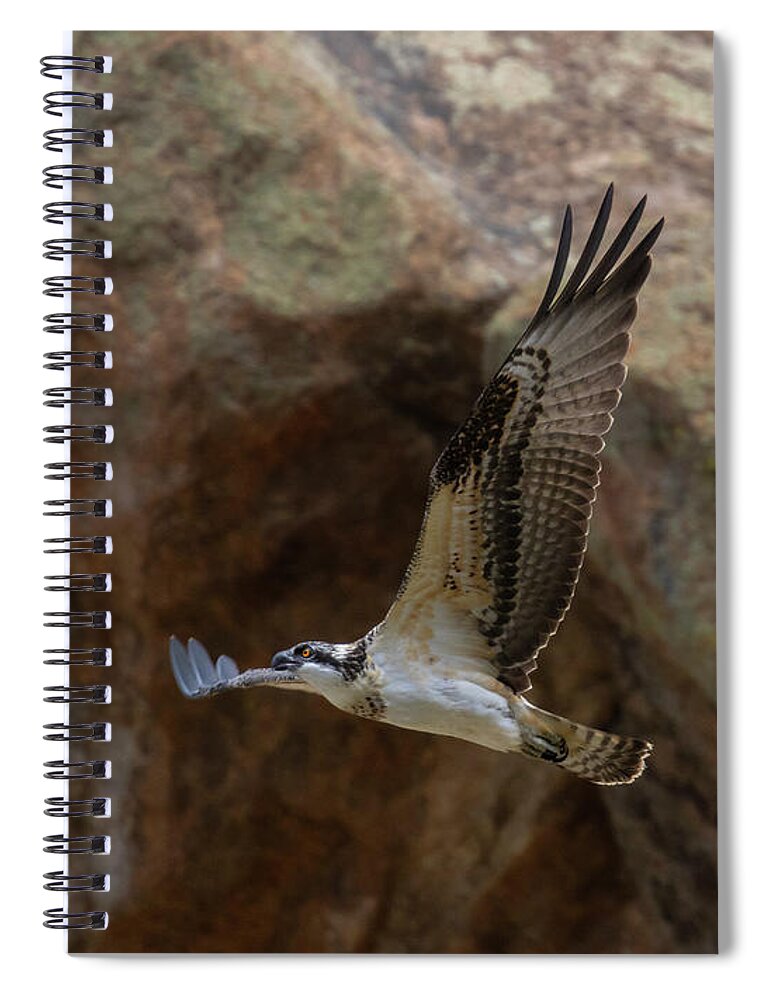 Osprey Spiral Notebook featuring the photograph Osprey and the Cliffs of Eleven Mile Canyon Colorado by Steven Krull