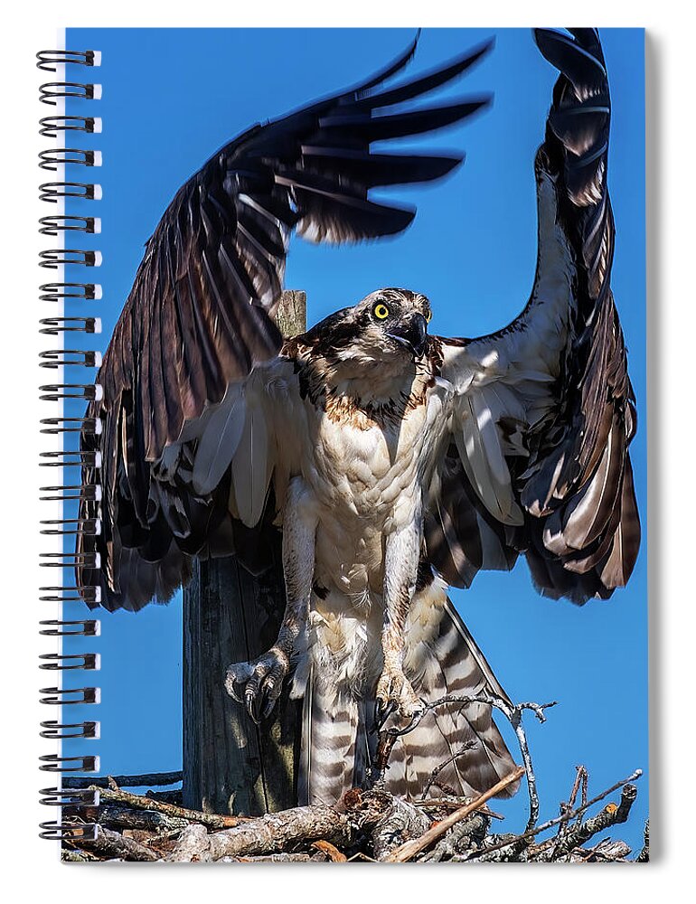 Air Spiral Notebook featuring the photograph Osprey Embrace by Andy Crawford