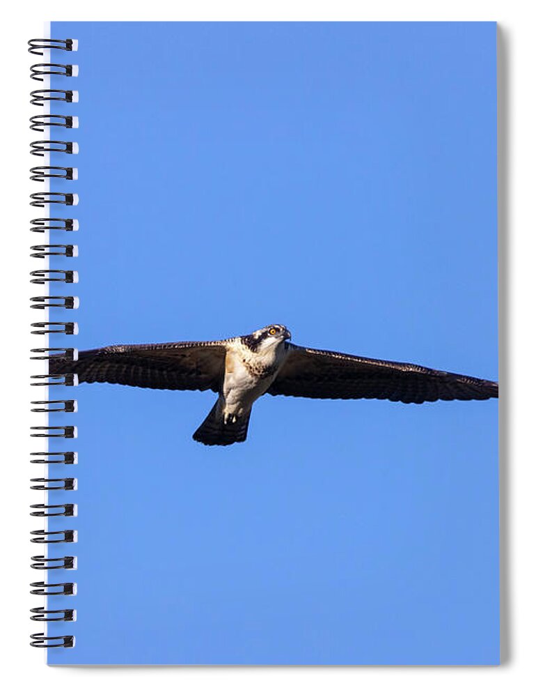 Osprey Spiral Notebook featuring the photograph Osprey Flying High by Steven Krull