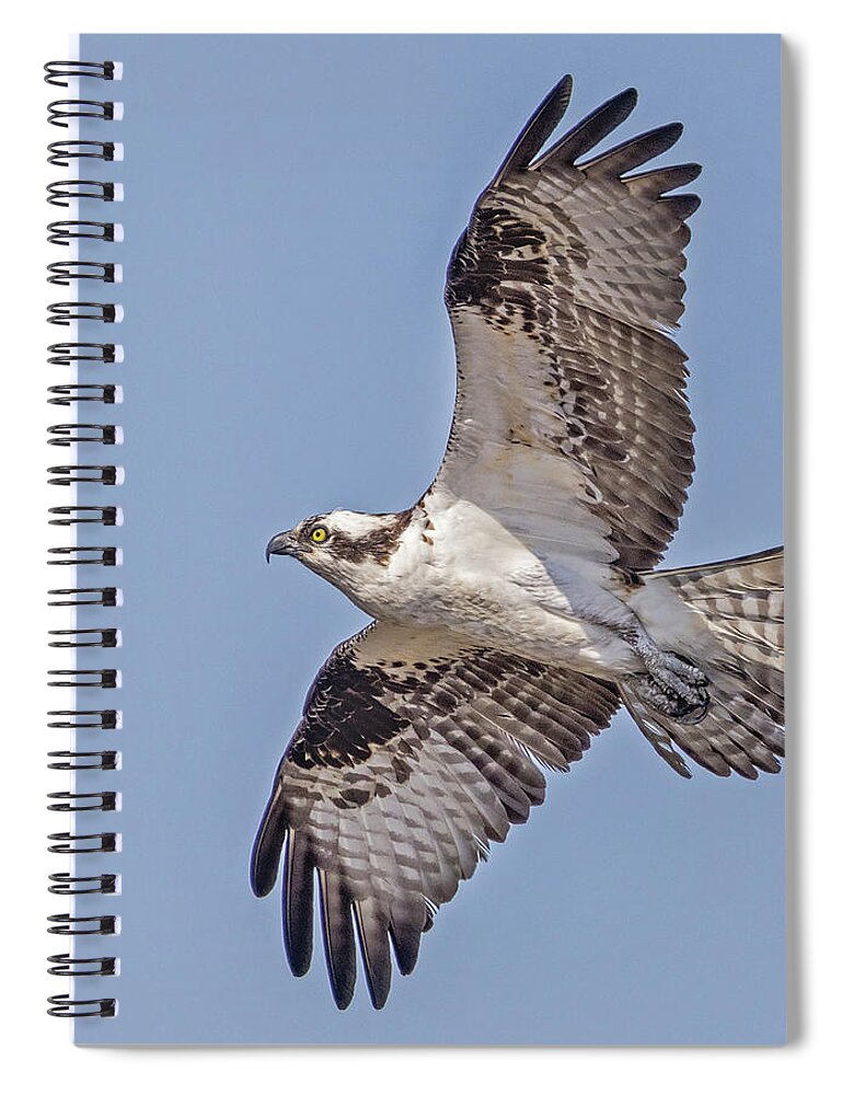Osprey Spiral Notebook featuring the photograph Osprey In Flight by Susan Candelario