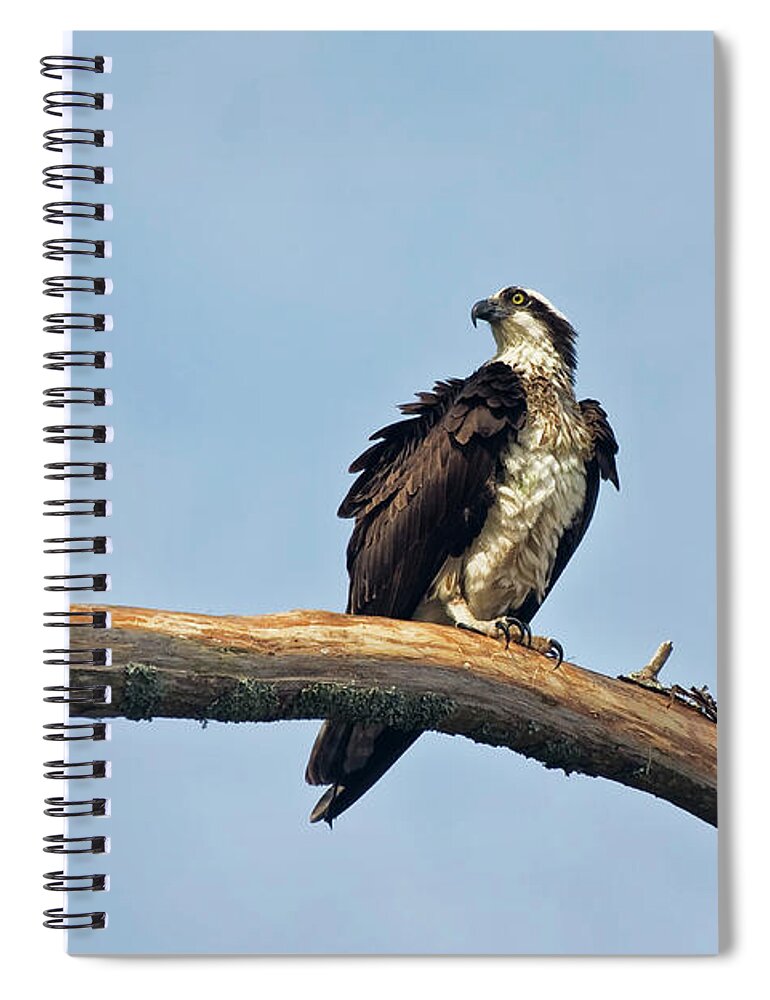 Osprey Spiral Notebook featuring the photograph Osprey Perched Above White Oak River in the Croatan by Bob Decker