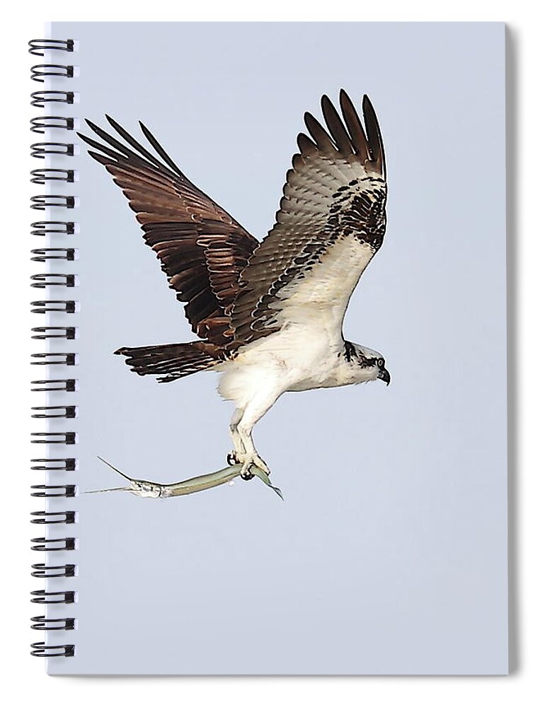 Osprey Spiral Notebook featuring the photograph Osprey with a Needle Fish 3 by Mingming Jiang