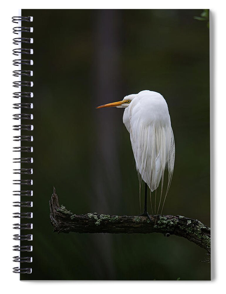 Egre Spiral Notebook featuring the photograph Out on a Limb - Great White Heron by Dale Powell
