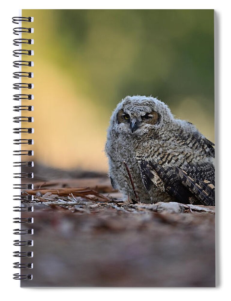 Owl Spiral Notebook featuring the photograph Owlet on the ground - Rancho San Antonio, Cupertino by Amazing Action Photo Video