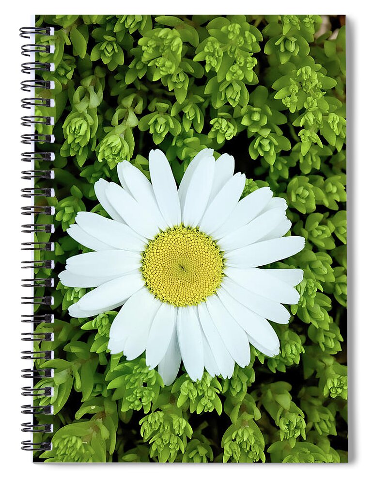 Deepcut Gardens Spiral Notebook featuring the photograph Oxeye Daisy Surrounded by Gary Slawsky