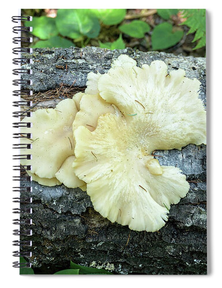 Mushrooms Spiral Notebook featuring the photograph Oyster Mushrooms by Mark Harrington