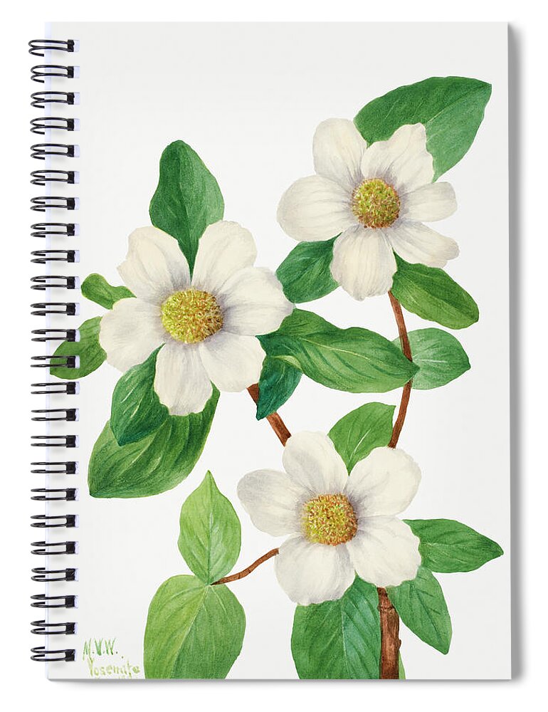 Pacific Spiral Notebook featuring the painting Pacific Dogwood by Mary Vaux Walcott by World Art Collective