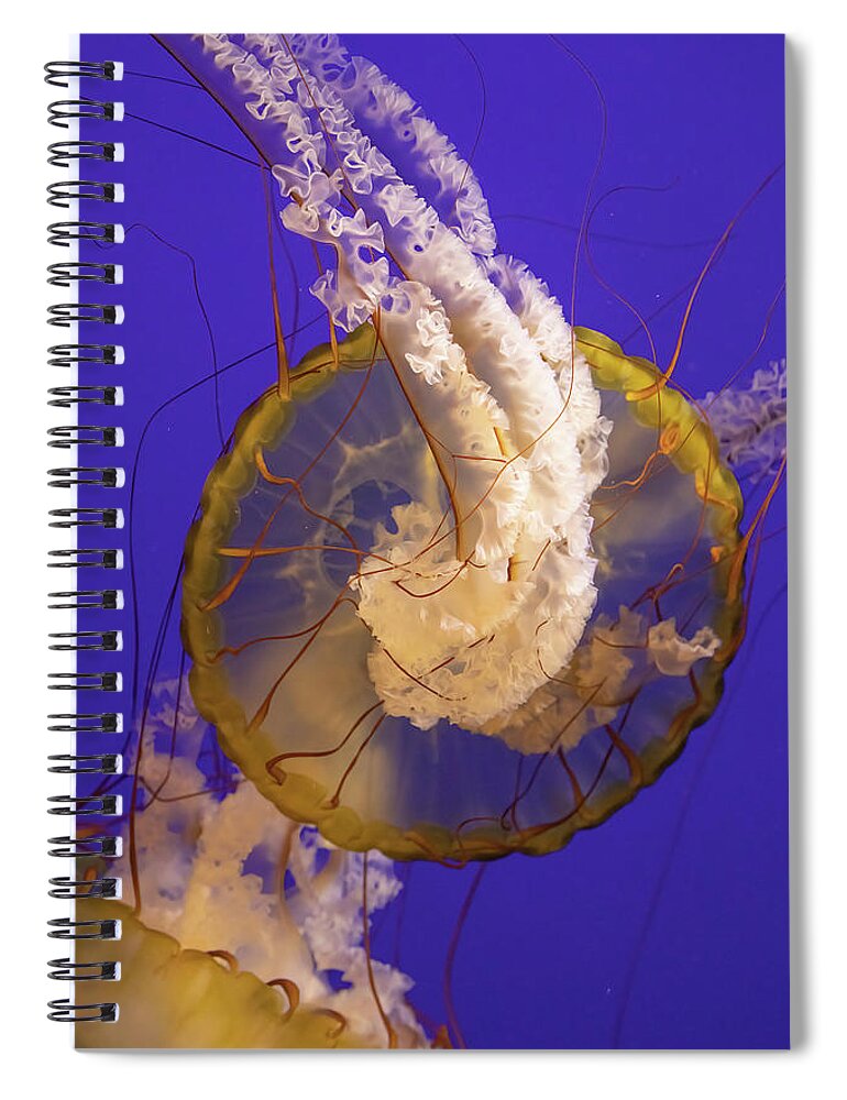 Nature Spiral Notebook featuring the photograph Pacific Sea Nettle by Bob Cournoyer