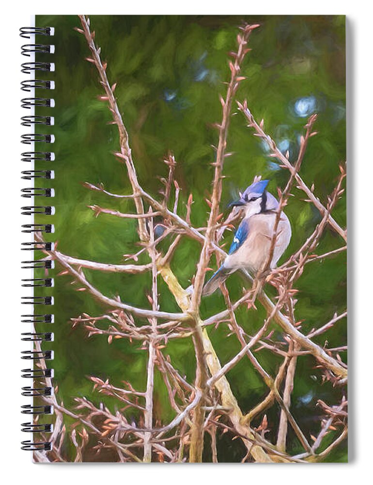 Nature Spiral Notebook featuring the photograph Painted Blue Jay by John Kirkland