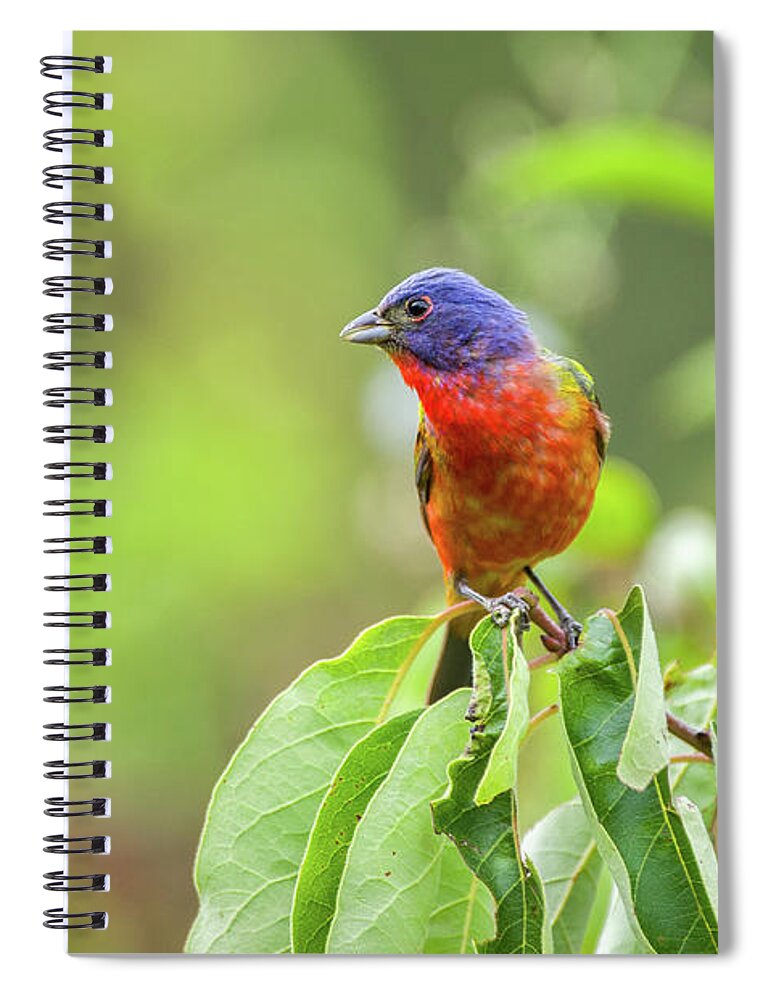 Arkansas Spiral Notebook featuring the photograph Painted Bunting - 1793 by Jerry Owens