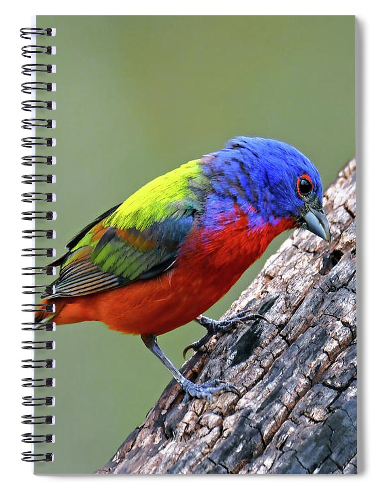 Painted Bunting Spiral Notebook featuring the photograph Painted Bunting nbr10 by Stuart Harrison