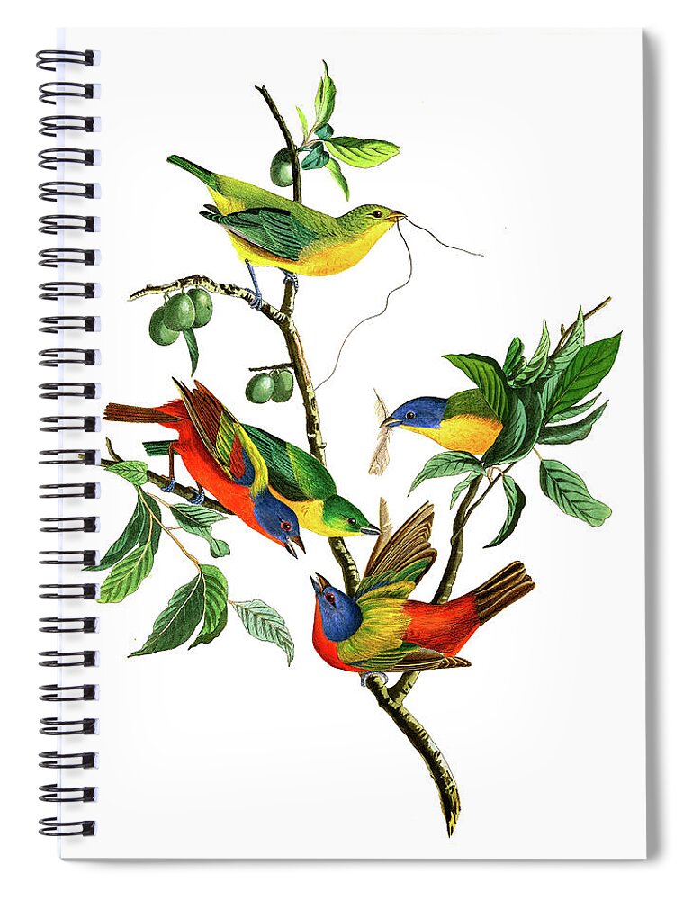 John James Audubon Spiral Notebook featuring the painting Painted Finch, Birds of America by John James Audubon