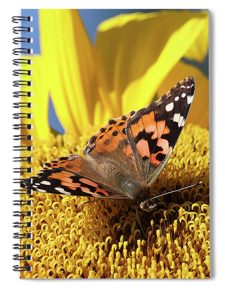 Butterfly Spiral Notebook featuring the photograph Painted Lady Butterfly on Sunflower by Peggy Collins
