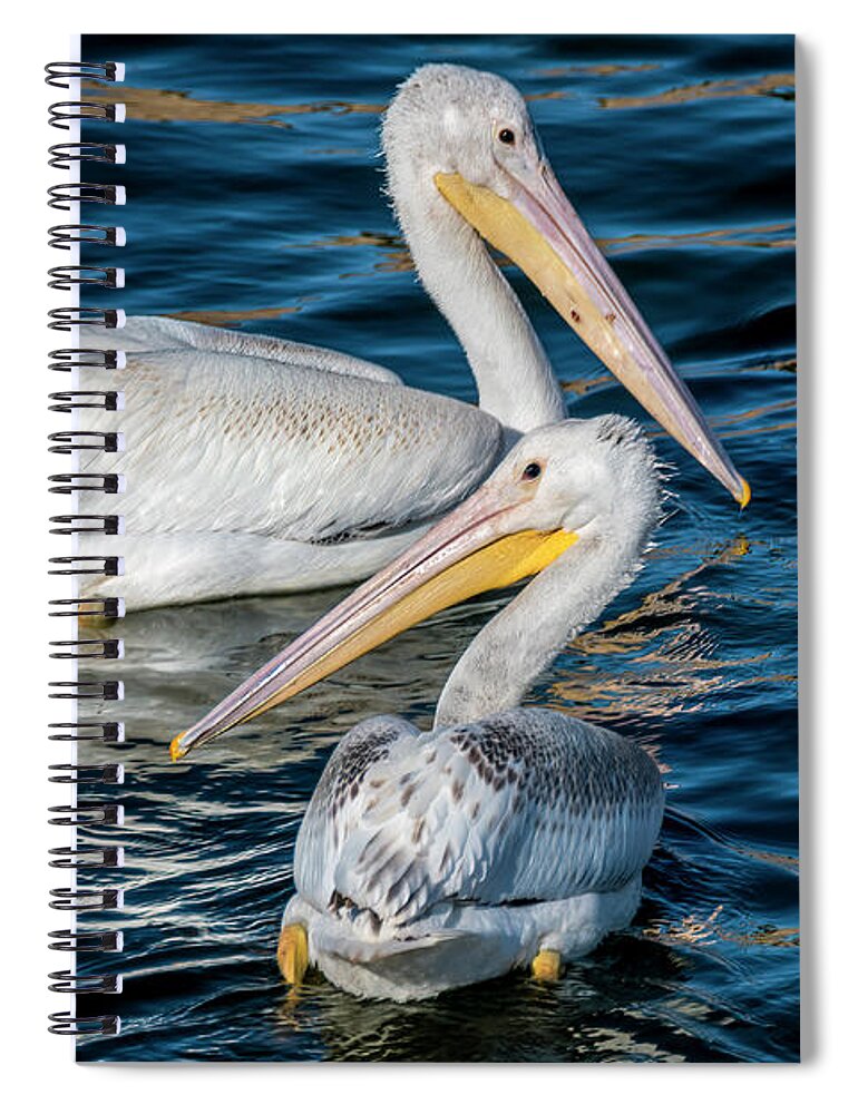 American White Pelicans Spiral Notebook featuring the photograph Pair of American White Pelicans by Debra Martz