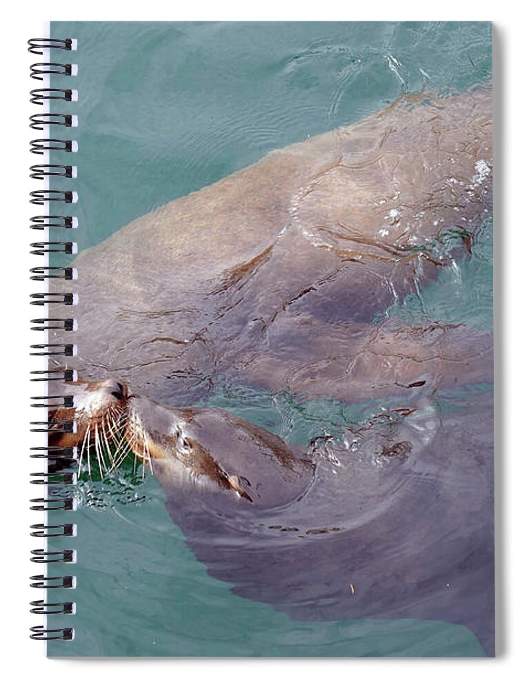 Bay Spiral Notebook featuring the photograph Pair of male California sea lions swim by Steve Estvanik