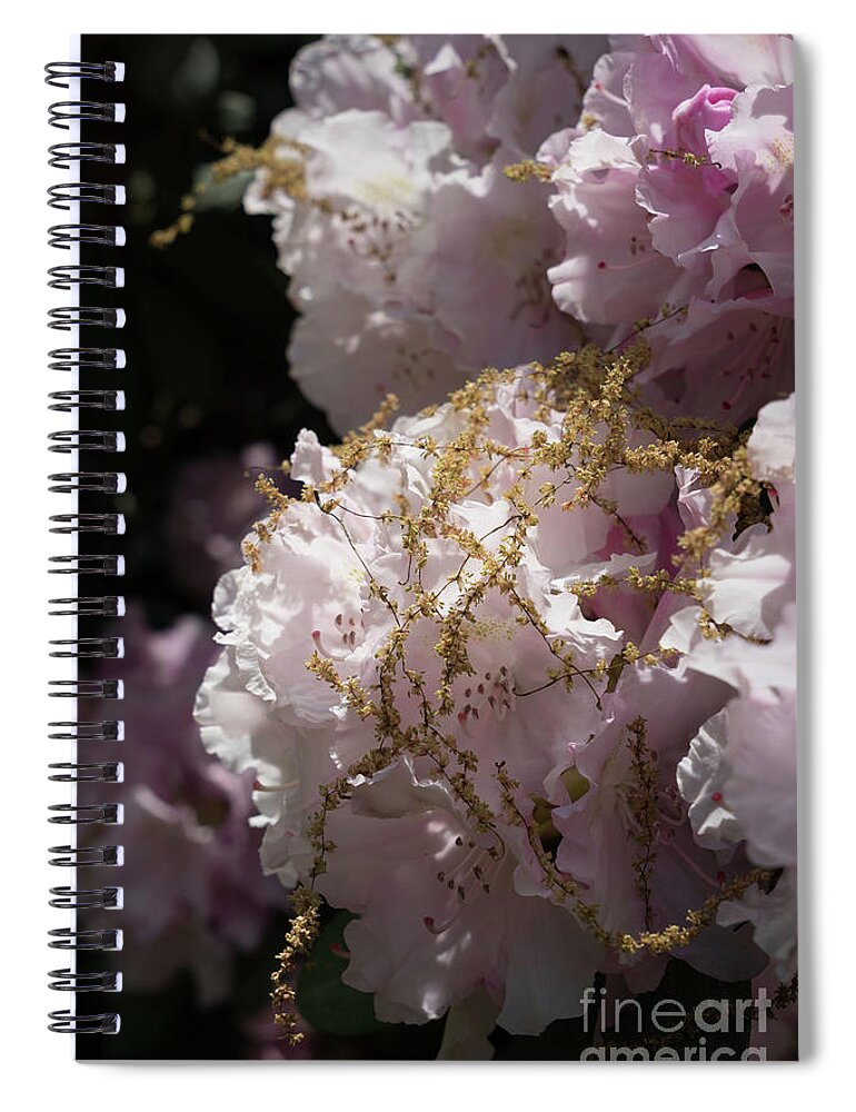 Rhododendron Spiral Notebook featuring the photograph Pale pink rhododendron flowers 2 by Adriana Mueller