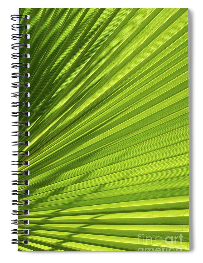 Palm Leaf Spiral Notebook featuring the photograph Palm leaf with light and shadow 1 by Adriana Mueller
