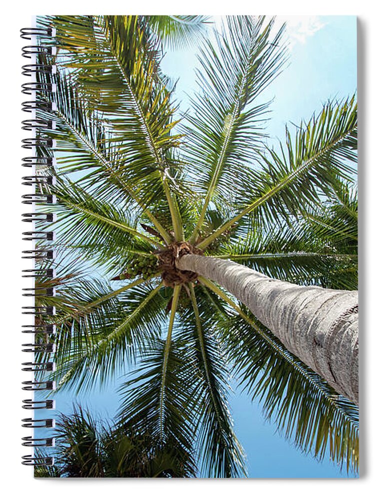 Palm Spiral Notebook featuring the photograph Palm Trees from Below by Beachtown Views