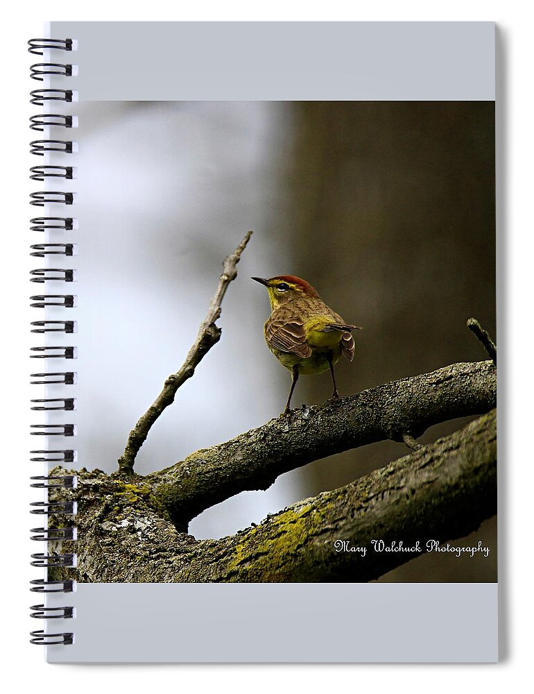 Palm Warbler Spiral Notebook featuring the photograph Palm Warbler by Mary Walchuck