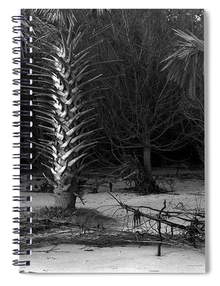 Spiral Notebook featuring the photograph Palms on the beach, Big Talbot Island by John Simmons
